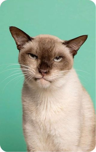 Pet image
